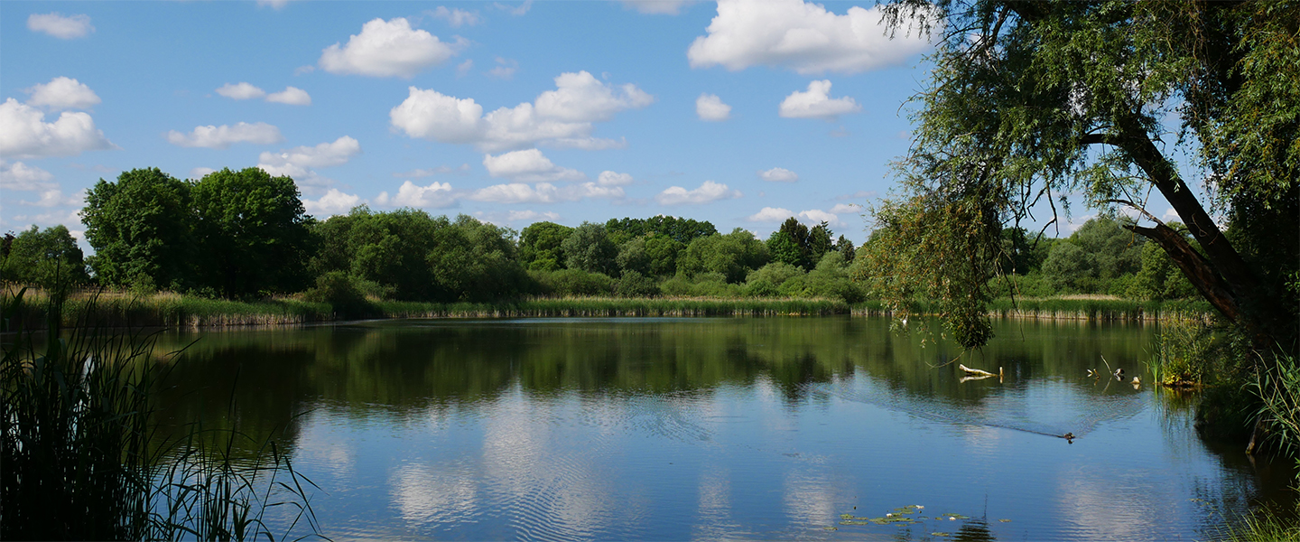 Waschbanksee in Müncheberg